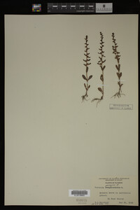 Veronica peregrina image