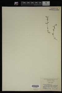 Veronica peregrina image