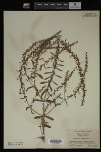 Veronica peregrina image