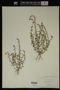 Veronica peregrina image