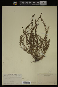 Veronica peregrina image