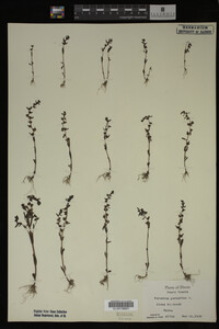 Veronica peregrina image