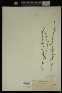 Veronica peregrina image