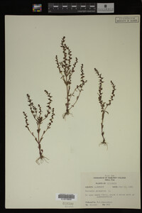 Veronica peregrina image