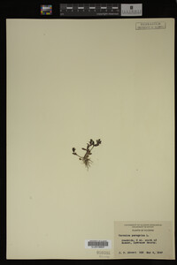 Veronica peregrina image