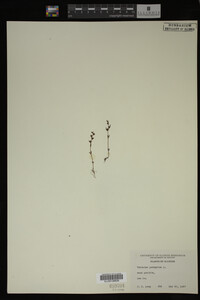 Veronica peregrina image