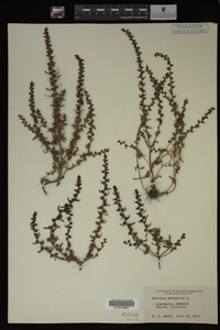 Veronica peregrina image