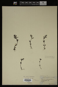 Veronica peregrina image