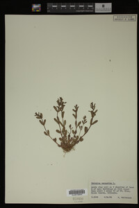 Veronica peregrina image