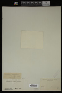 Veronica peregrina image