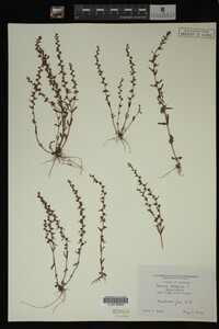 Veronica peregrina image