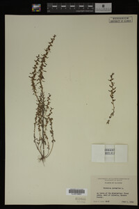 Veronica peregrina image