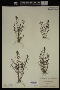 Veronica peregrina image