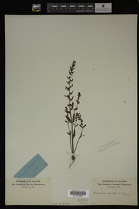 Veronica peregrina image