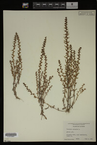 Veronica peregrina image