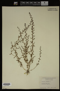 Veronica peregrina image