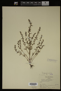 Veronica peregrina image