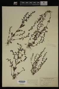 Veronica peregrina image
