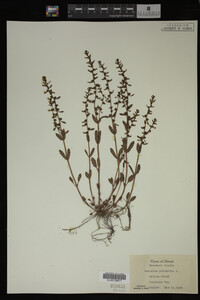 Veronica peregrina image