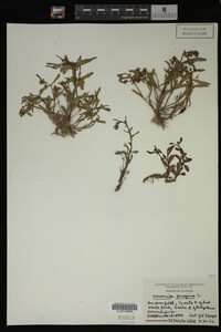 Veronica peregrina image