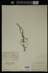 Veronica peregrina image