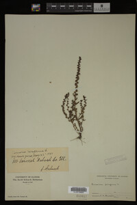 Veronica peregrina image