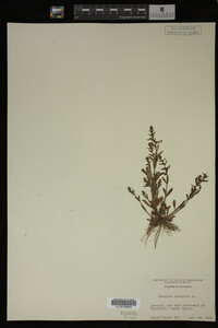 Veronica peregrina image
