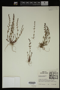 Veronica peregrina image