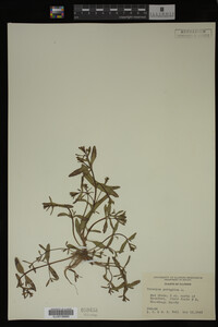 Veronica peregrina image