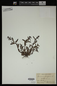 Veronica peregrina image