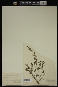 Veronica peregrina var. xalapensis image