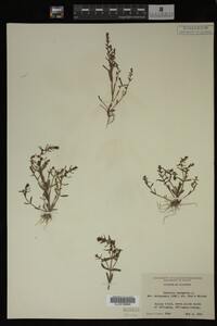 Veronica peregrina var. xalapensis image