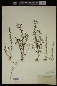 Veronica peregrina image