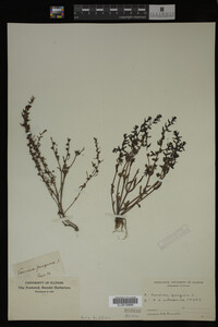 Veronica peregrina image