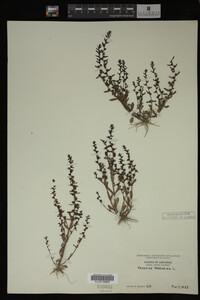 Veronica peregrina image
