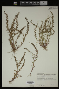 Veronica peregrina image