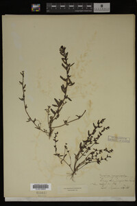 Veronica peregrina image