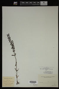 Veronica peregrina image