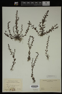Image Associated With the Occurrence