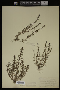 Veronica peregrina image