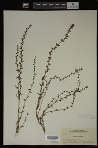 Veronica peregrina image