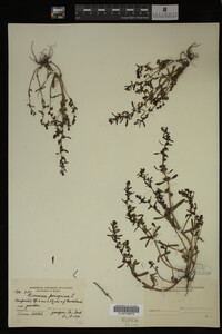 Veronica peregrina image
