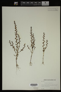 Veronica peregrina image