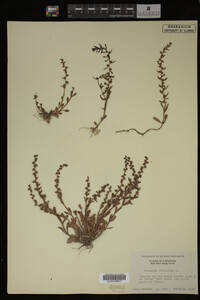 Veronica peregrina image