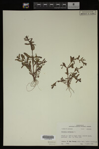 Veronica peregrina image