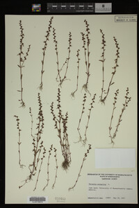 Veronica peregrina image