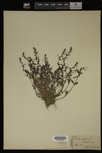 Veronica peregrina image