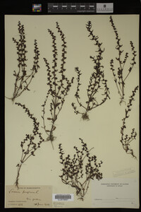 Veronica peregrina image