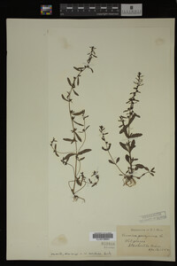 Veronica peregrina image