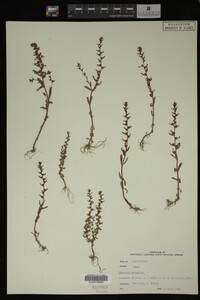 Image Associated With the Occurrence